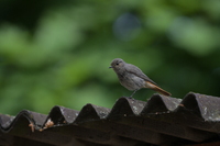 Nikkor Z 180-600 mm f/5.6-6.3 VR - zdjcia przykadowe