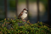 Tamron 150-500 mm f/5-6.7 Di III VC VXD - zdjcia przykadowe