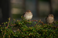 Tamron 150-500 mm f/5-6.7 Di III VC VXD - zdjcia przykadowe