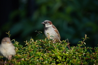 Tamron 150-500 mm f/5-6.7 Di III VC VXD - zdjcia przykadowe
