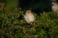 Tamron 150-500 mm f/5-6.7 Di III VC VXD - zdjcia przykadowe