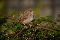 Tamron 150-500 mm f/5-6.7 Di III VC VXD - zdjcia przykadowe