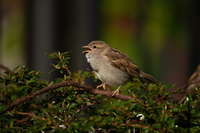 Tamron 150-500 mm f/5-6.7 Di III VC VXD - zdjcia przykadowe
