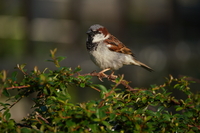 Tamron 150-500 mm f/5-6.7 Di III VC VXD - zdjcia przykadowe