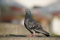 Tamron 150-500 mm f/5-6.7 Di III VC VXD - zdjcia przykadowe