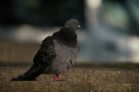 Tamron 150-500 mm f/5-6.7 Di III VC VXD - zdjcia przykadowe