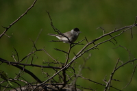 Tamron 150-500 mm f/5-6.7 Di III VC VXD - zdjcia przykadowe