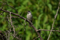 Tamron 150-500 mm f/5-6.7 Di III VC VXD - zdjcia przykadowe