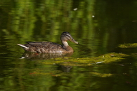 Tamron 150-500 mm f/5-6.7 Di III VC VXD - zdjcia przykadowe