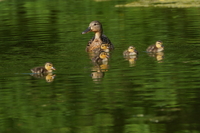 Tamron 150-500 mm f/5-6.7 Di III VC VXD - zdjcia przykadowe