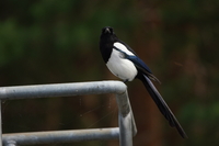 Tamron 150-500 mm f/5-6.7 Di III VC VXD - zdjcia przykadowe