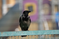 Tamron 150-500 mm f/5-6.7 Di III VC VXD - zdjcia przykadowe