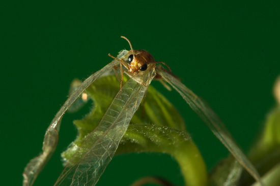 Wykorzystanie lampy b�yskowej -  Fotoszko�a Sony: Lekcja 7