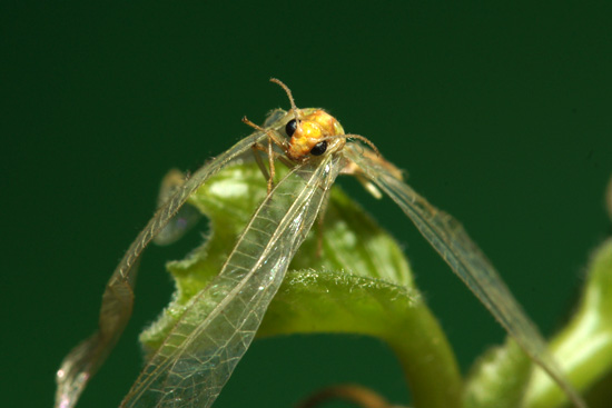 Wykorzystanie lampy b�yskowej -  Fotoszko�a Sony: Lekcja 7