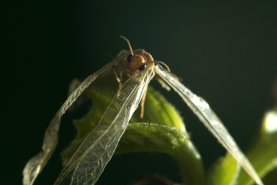 Wykorzystanie lampy b�yskowej -  Fotoszko�a Sony: Lekcja 7