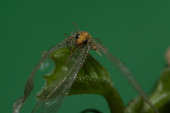 Wykorzystanie lampy b�yskowej -  Fotoszko�a Sony: Lekcja 7