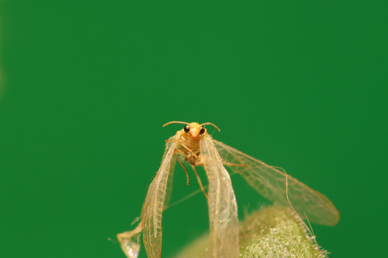 Parametry oraz typy obiektywów - Fotoszkoła Sony: Lekcja 8 Parametry oraz typy obiektywów - Fotoszkoła Sony: Lekcja 8