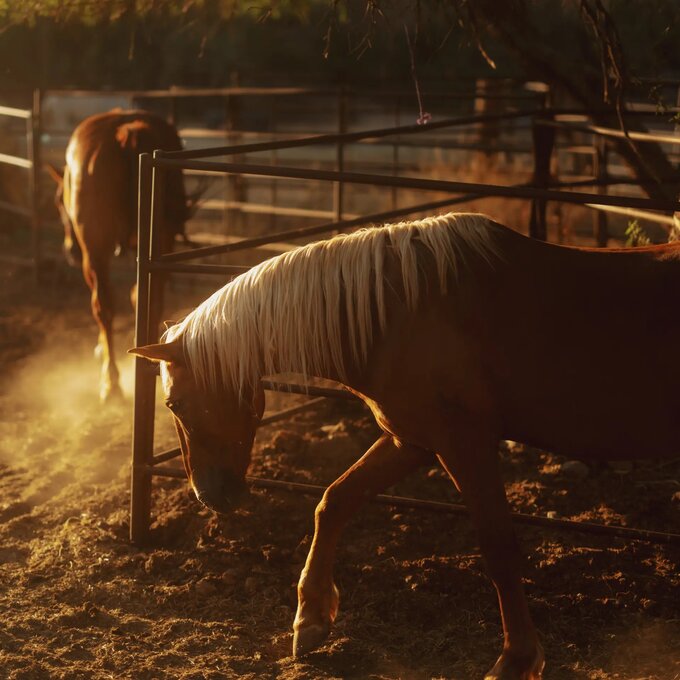 Filtry CineBloom VND od Moment