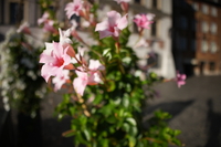 Sigma C 12 mm f/1.4 DC - zdj�cia przyk�adowe