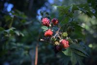 Nikkor Z 24-70 mm f/2.8 S II - zdj�cia przyk�adowe