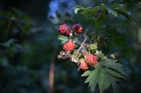 Nikkor Z 24-70 mm f/2.8 S II - zdj�cia przyk�adowe