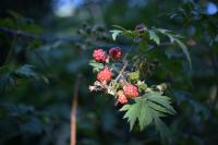 Nikkor Z 24-70 mm f/2.8 S II - zdj�cia przyk�adowe