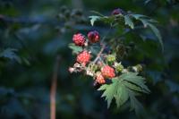 Nikkor Z 24-70 mm f/2.8 S II - zdj�cia przyk�adowe