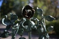 Nikkor Z 24-70 mm f/2.8 S II - zdj�cia przyk�adowe