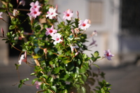 Samyang AF 85 mm f/1.8 P FE - zdj�cia przyk�adowe