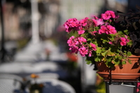 Samyang AF 85 mm f/1.8 P FE - zdj�cia przyk�adowe