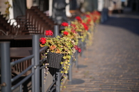 Samyang AF 85 mm f/1.8 P FE - zdj�cia przyk�adowe