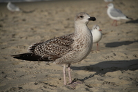 Sigma C 20-200 mm f/3.5-6.3 DG - zdjcia przykadowe