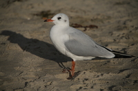 Sigma C 20-200 mm f/3.5-6.3 DG - zdjcia przykadowe