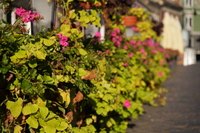 Sigma C 20-200 mm f/3.5-6.3 DG - zdjcia przykadowe