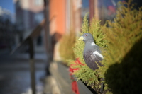 Nikkor Z 35 mm f/1.2 S - zdj�cia przyk�adowe