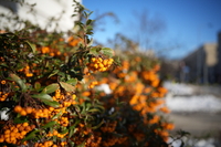 Voigtlander Apo Lanthar 28 mm f/2 Aspherical - zdj�cia przyk�adowe