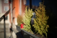 Sigma A 35 mm f/1.2 DG II - zdj�cia przyk�adowe