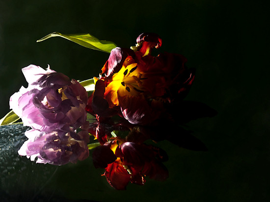 O�wietlenie w fotografii kwiat�w - Fotoszko�a Fomei i Marumi: Lekcja 9