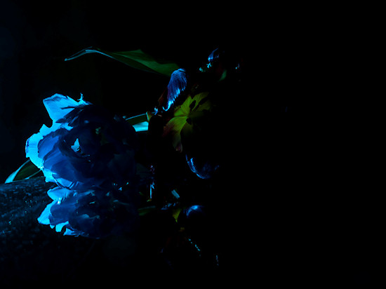 O�wietlenie w fotografii kwiat�w - Fotoszko�a Fomei i Marumi: Lekcja 9