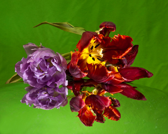 O�wietlenie w fotografii kwiat�w - Fotoszko�a Fomei i Marumi: Lekcja 9