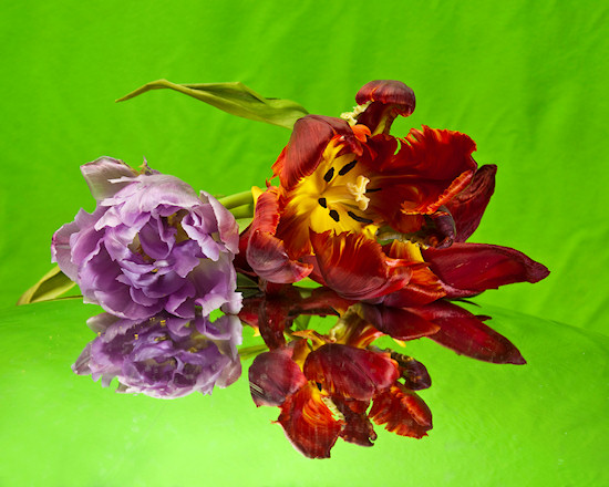 O�wietlenie w fotografii kwiat�w - Fotoszko�a Fomei i Marumi: Lekcja 9