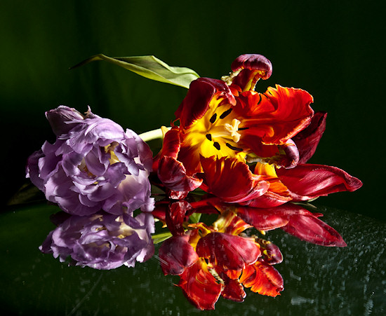 O�wietlenie w fotografii kwiat�w - Fotoszko�a Fomei i Marumi: Lekcja 9