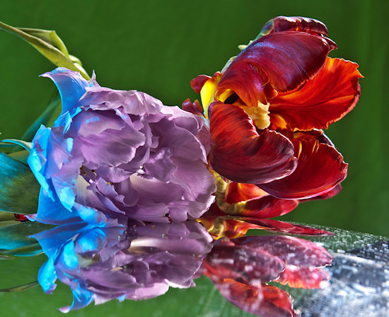 O�wietlenie w fotografii kwiat�w - Fotoszko�a Fomei i Marumi: Lekcja 9