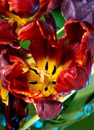 O�wietlenie w fotografii kwiat�w - Fotoszko�a Fomei i Marumi: Lekcja 9