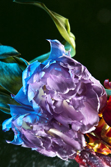 O�wietlenie w fotografii kwiat�w - Fotoszko�a Fomei i Marumi: Lekcja 9