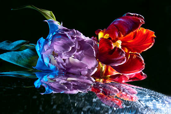 O�wietlenie w fotografii kwiat�w - Fotoszko�a Fomei i Marumi: Lekcja 9