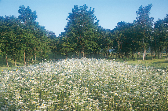 Filtry efektowe -   Fotoszko�a Fomei i Marumi: Lekcja 10