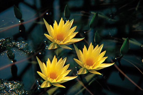 Filtry efektowe -   Fotoszko�a Fomei i Marumi: Lekcja 10