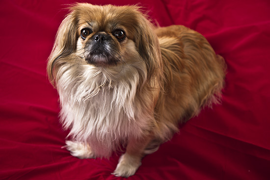 Przewodnik PocketWizard – praktyka - Przewodnik PocketWizard – praktyka