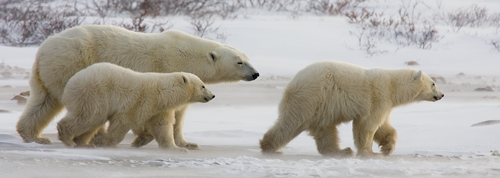 Zobaczy� �wiat�o - Rozdzia� 1